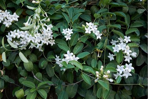 how to grow stephanotis vines.